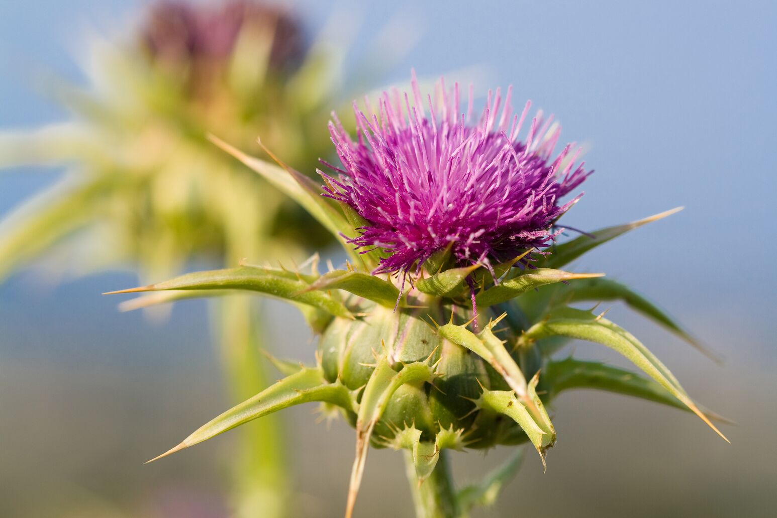 Milk thistle
