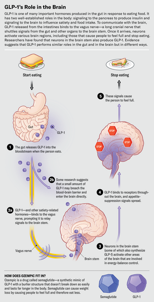 no appetite suppression on semaglutide Ozempic Quiets Food Noise in the Brain—But How?