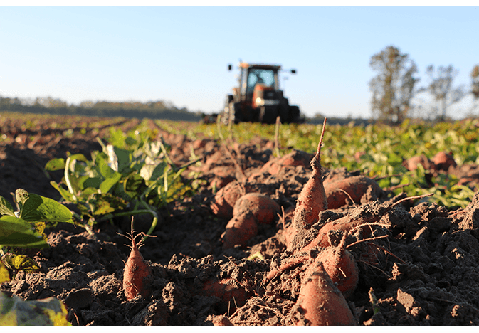 Sweet Potato Harvesting
