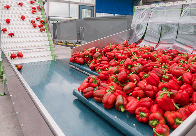 Naturefresh-organic-peppers_WEB