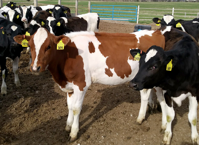 MIZZOU Red Holstein