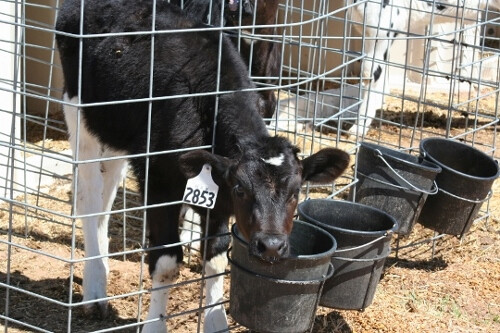 Dairy Calf IMG_4288 (540x360) (500x333)