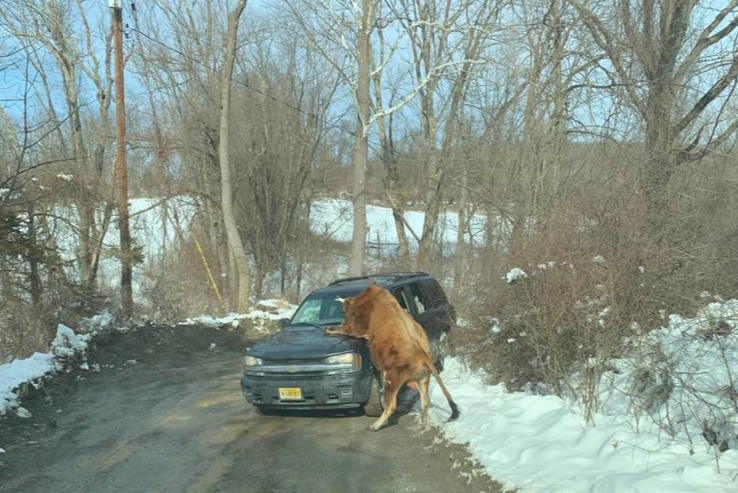 Jersey Bull Attack