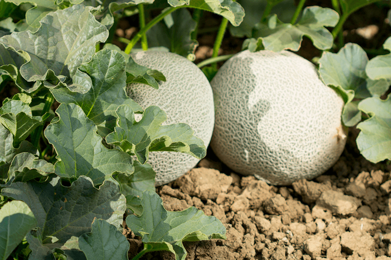 California-cantaloupes-in-field