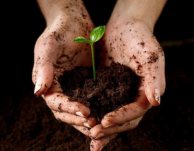 women holding young plant