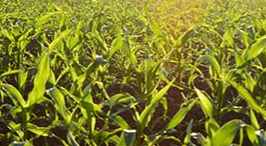 winning_the_end_game_with_corn_silage.png