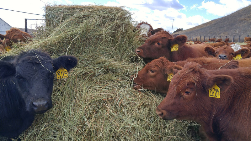UNL Weaning Calves Hay