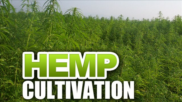 Hemp cultivation Hemp Cultivation