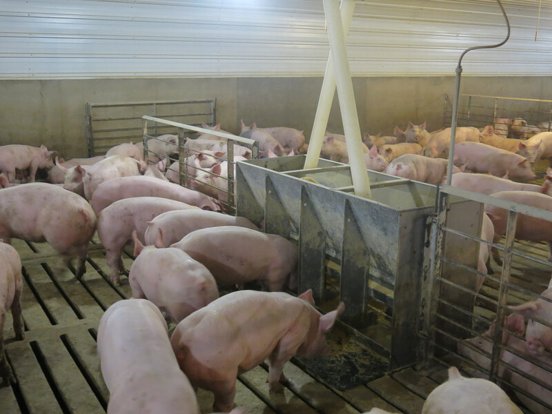 Pigs Eating at Feeder