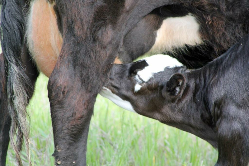 UNL Cow Calf Nursing
