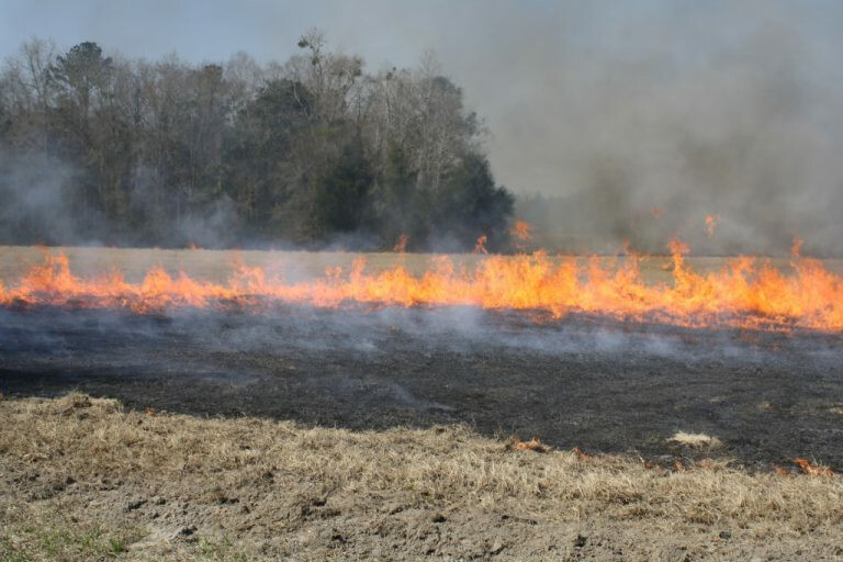Controled-Burning-Fire-Hayfield-Bermudagrass