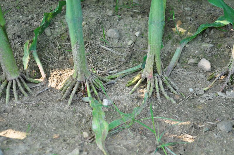 Corn photos from MI Corn College 2014. Corn 01