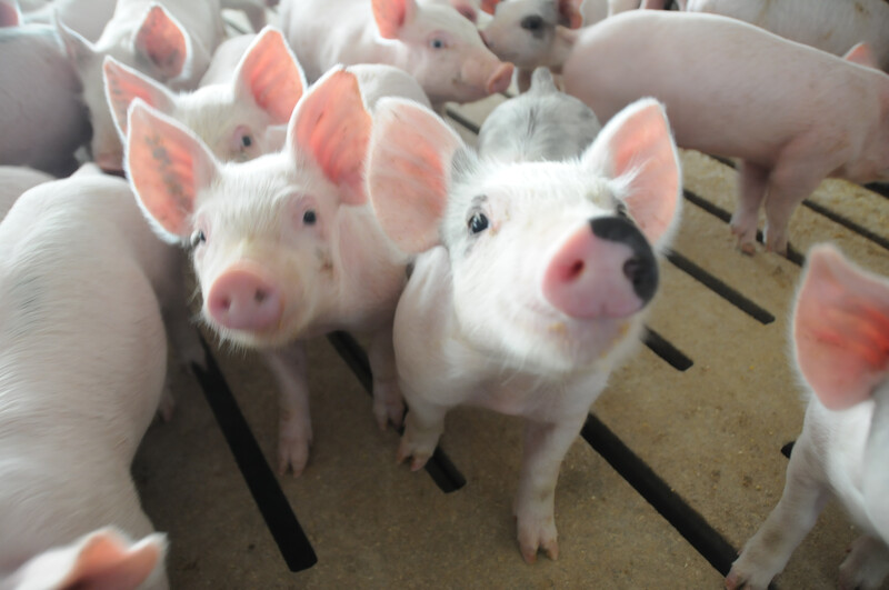 Weaner pigs