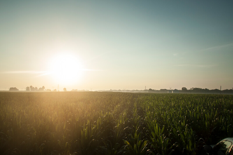 Morning Corn Field in Illinois -1
