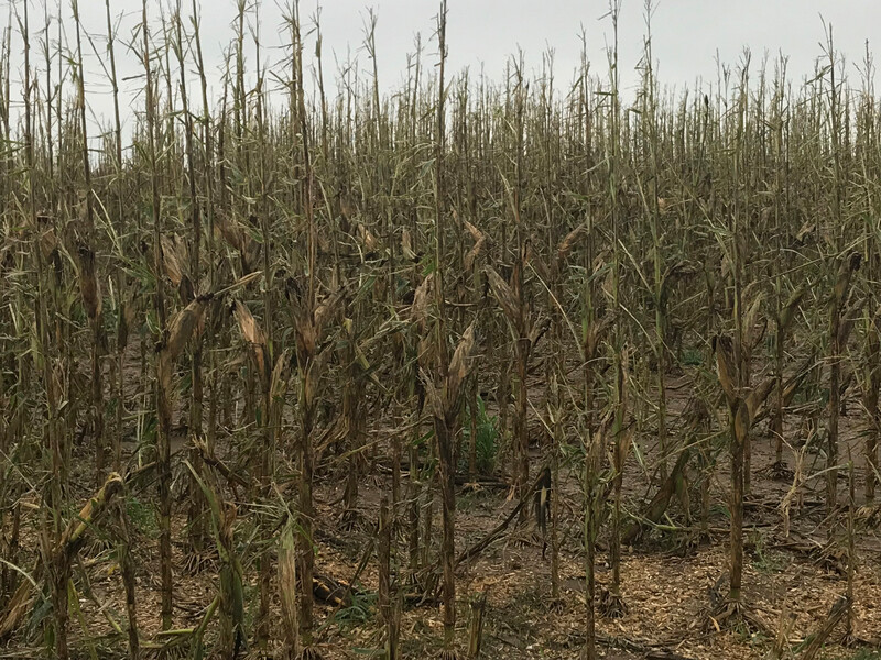 Hail Damage