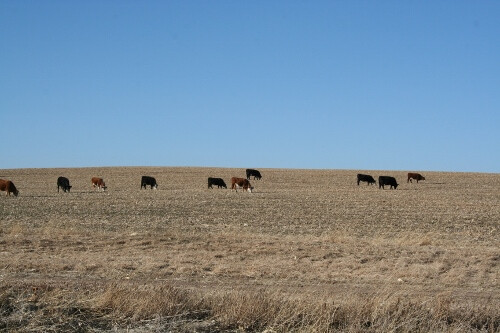 Stalk Grazing Rabbit Creek 2012 010 (500x333)
