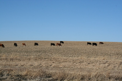 Stalk Grazing Rabbit Creek 2012 010 (500x333)