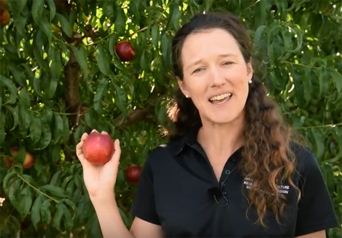 effie-nectarine_web