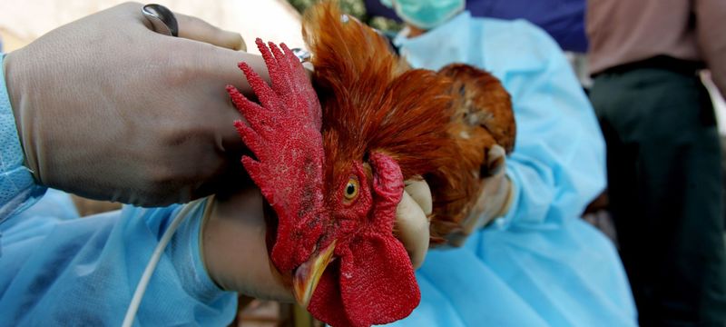 Chicken-UN