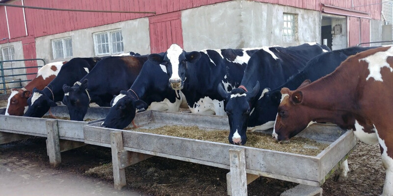 Cow Feedbunk