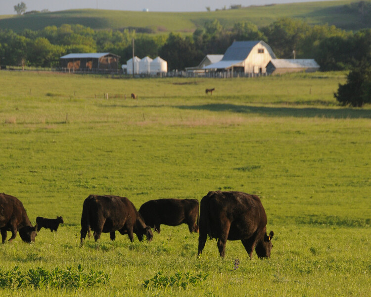 Downey Ranch grazing cow calf angus flint hills kansas
