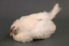 virulent_newcastle_disease.jpg
