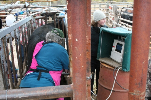 Preg Check Rabbit Creek-Oct.18 040 (500x333)