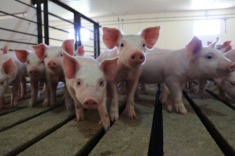 Pigs at Wakefield Pork