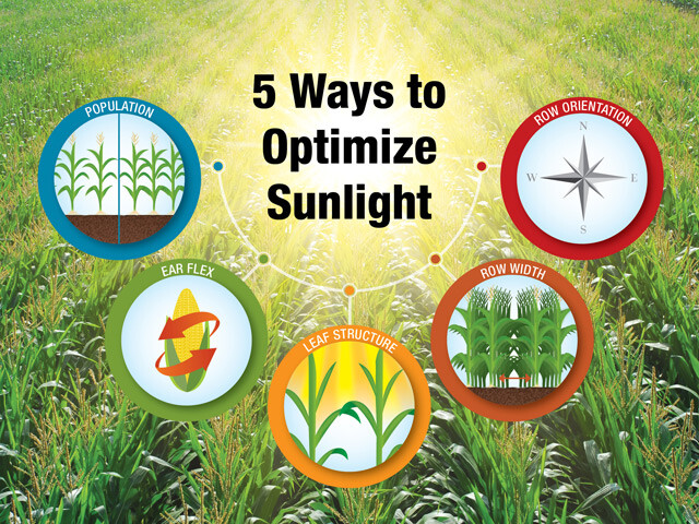 Plants should intercept 97% of available sunlight to maximize photosynthesis—and yield 5 Ways to Optimize Sunlight