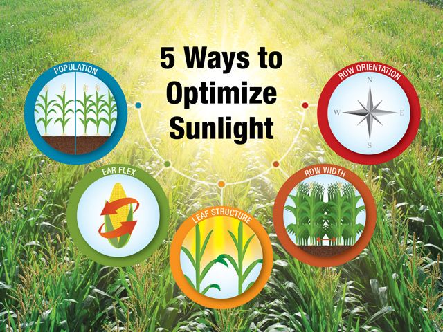 Plants should intercept 97% of available sunlight to maximize photosynthesis—and yield 5 Ways to Optimize Sunlight