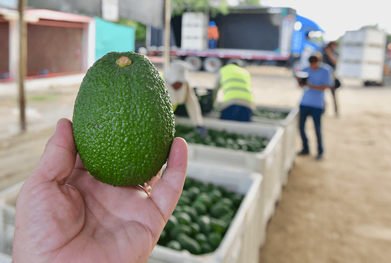 Mission-Produce-Peru-avocado-closeup