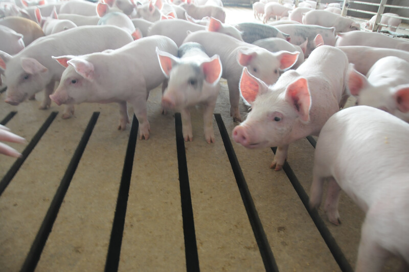 Piglets in hog barn Piglets_pigs_baby swine (69)