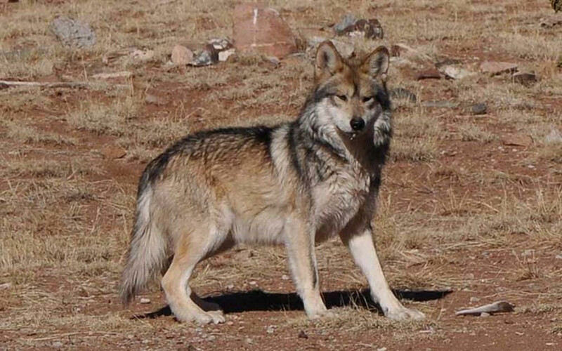 USFWS Mexican Gray Wolf