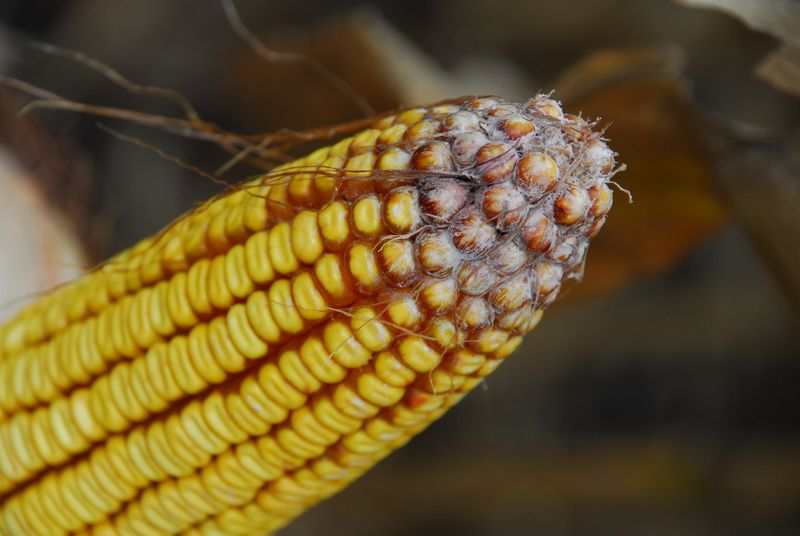Moldy corn ears Moldy corn 12