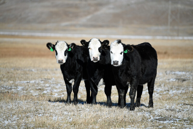 UNL Bred Heifers Black Baldies