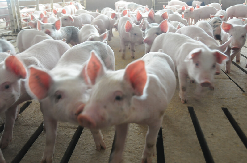 Piglets in hog barn Piglets_pigs_baby swine (74)