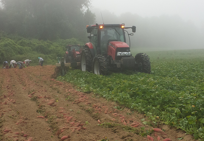 Burch-Farms-sweet-potato-harvest