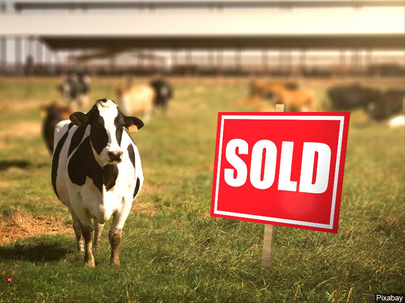 Dairy Sells