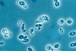 Yeast Cells Yeast-USDA