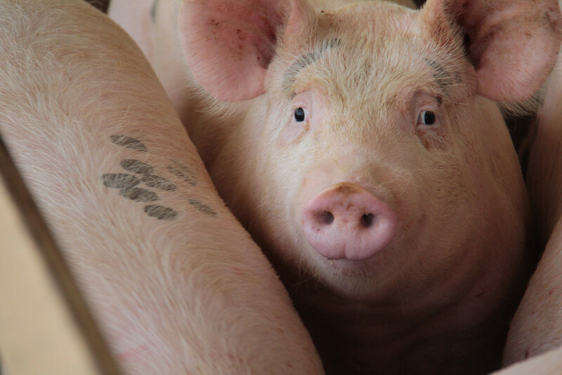 Market hog