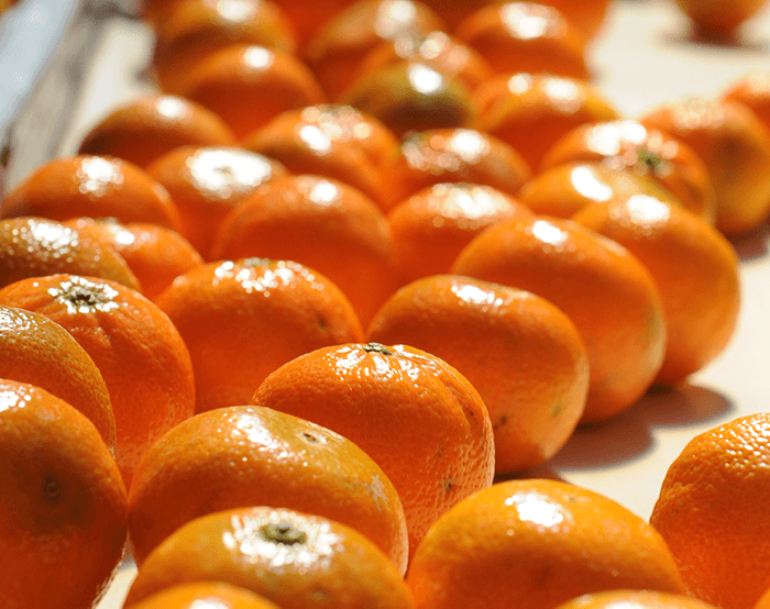 Chilean-Citrus-Committee-Clementines