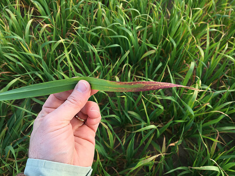 UGA oats damage