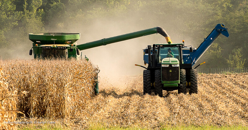 Weihmeir Farm-harvesting corn-22