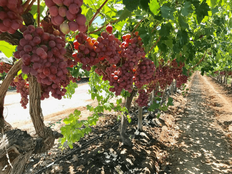 Fruit-Royale-grapes-magenta