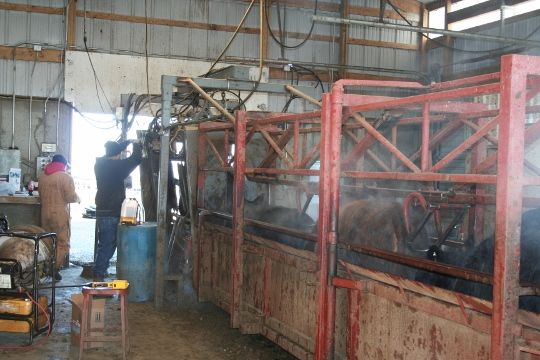 Cattle in chute Cattle in chute