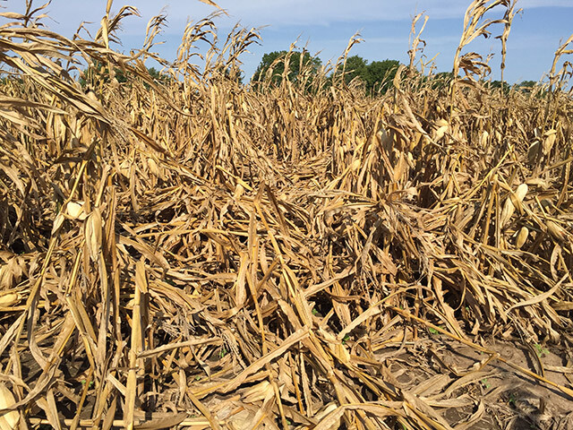 Down Corn