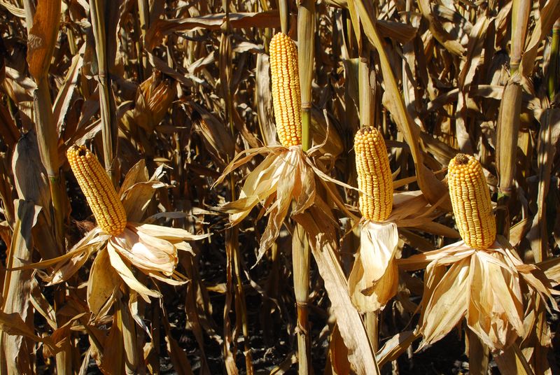 Corn - McLaughlin farm - 9-27-16 Corn ears- McLaughlin farm 11