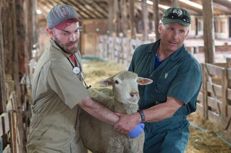 Lambing-CSU lambing
