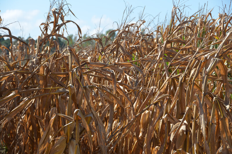 Down corn