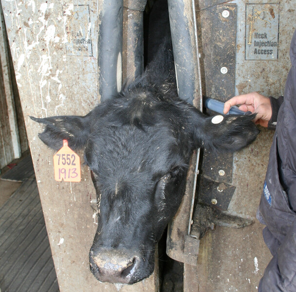 Injection Injection
